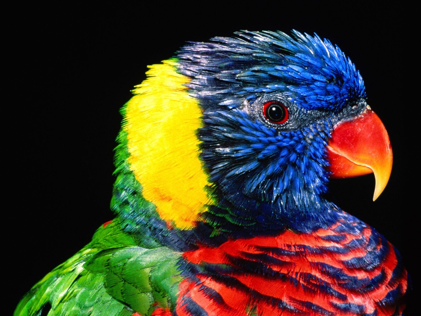 Rainbow Lorikeet Bird3236112523